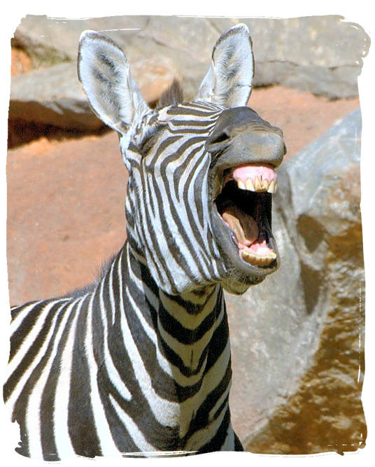 Roaring with laughter - The Cape Mountain Zebra National Park, endangered Mountain Zebras