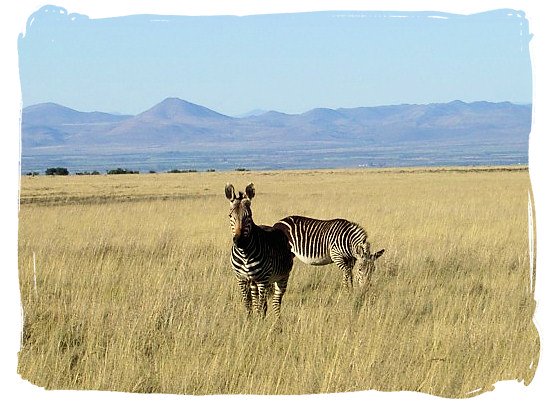 Mountain Zebras on the grassy planes of the MZNP - The Cape Mountain Zebra National Park, endangered Mountain Zebras