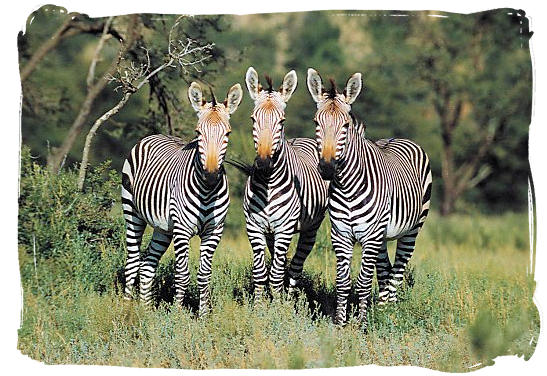 Three striped musketeers - about the Cape Mountain Zebras in the Mountain Zebra National Park