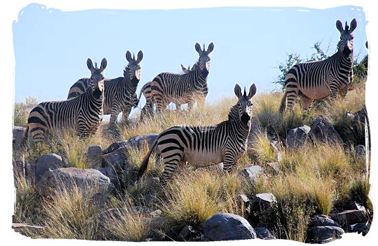 Small herd of Mountain Zebras - The Cape Mountain Zebra National Park, endangered Mountain Zebras