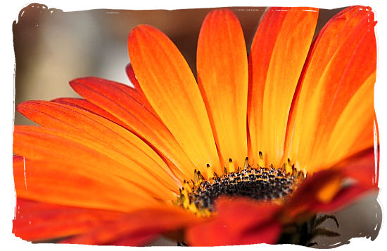 Close-up of the Namaqua daisy - Namaqualand National Park and the Namaqua flowers spectacle