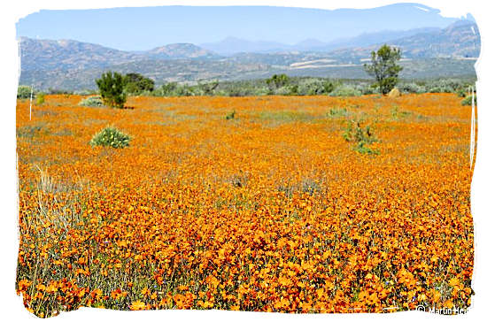 Fields upon fields of flowers - Namaqualand National Park and the Namaqua flowers spectacle