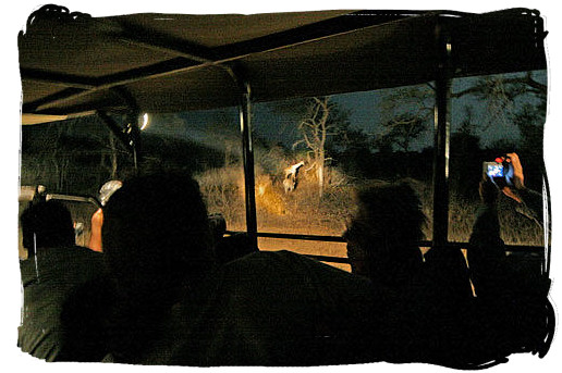 Guided game drive at night - Satara Rest Camp in the Kruger National Park South Africa