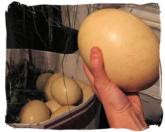 Ostrich eggs, a favourite with the San and the Khoi people - South Africa food history and culture