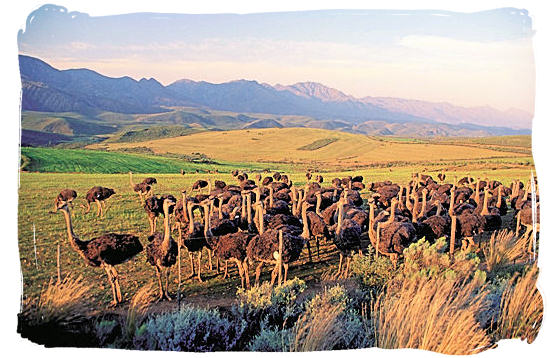 The Karoo National Park South Africa, Little Karoo, Great Karoo - Ostrich farming in the Klein Karoo