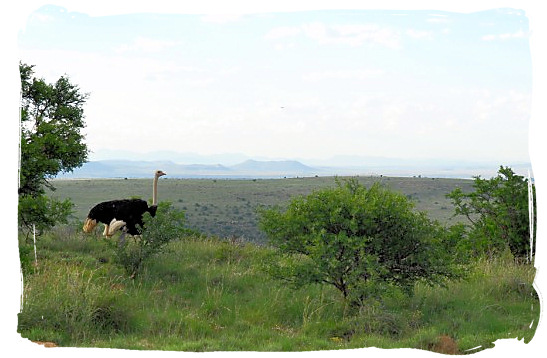 Lonely Ostrich - The endangered Mountain Zebras in the Mountain Zebra National Park
