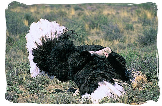 Male Ostrich performing his mating dance