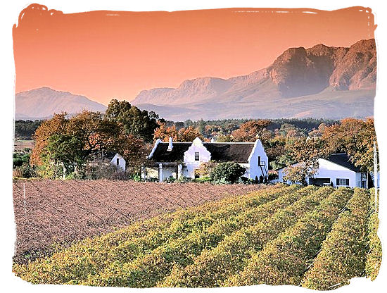 A wine estate in the Cape Winelands