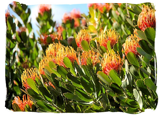 The Pincushion Protea, their natural habitat is the area around Cape Town - Kirstenbosch Botanical Gardens, Home to Stunning Protea flowers