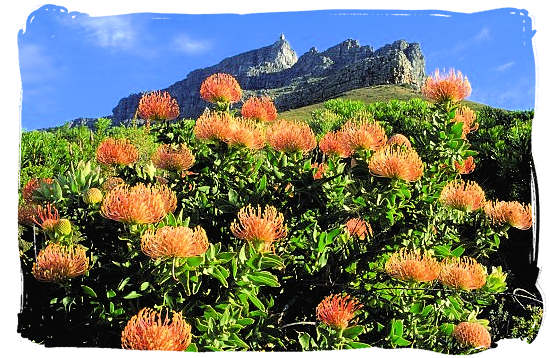 Proteas in the Kirstenbosch Botanical Gardens on the rear side of Table Mountain - Table Mountain National Park near Cape Town in South Africa