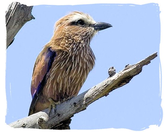 Purple Roller (Coracias naevius)