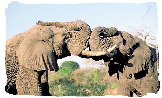 Quarrelling elephant bulls - Boulders Bush Lodge, Kruger National Park, South Africa