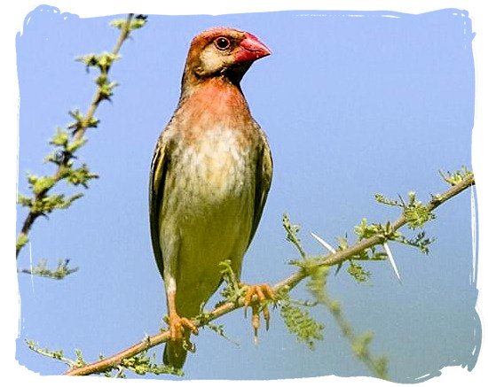 Red-billed Quelea - mapungubwe information