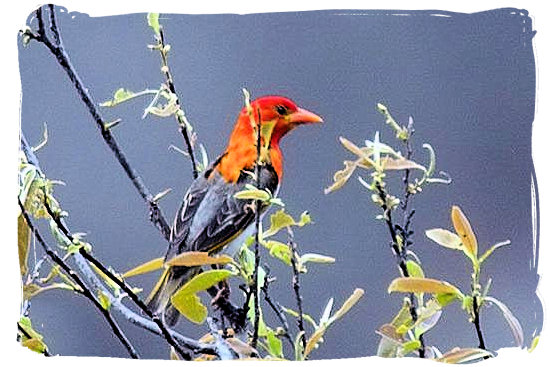 Red-headed weaver - Pretoriuskop