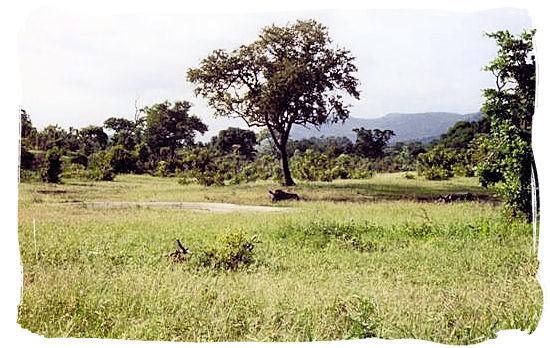 Kruger National Park landscape with Rhinos lying in the grass