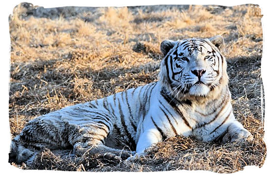 One of the also extremely white Siberian Tigers which was bred in the Rhino and Lion Nature Reserve - City of Johannesburg South Africa Attractions, the Top 15