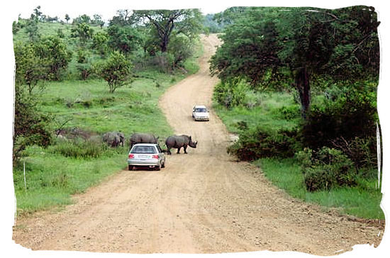 Berg en Dal Rest Camp, Kruger National Park, South Africa - Rhinos crossing a gravel road near the Camp