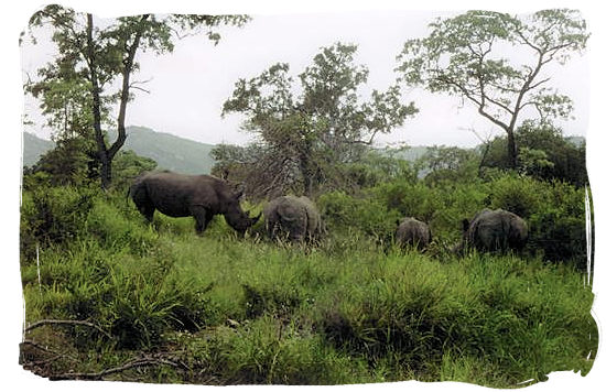 Berg en Dal Rest Camp, Kruger National Park, South Africa - Rhinos near the Camp