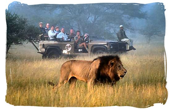 Lion encounter in the luxury Sabi Sabi game reserve