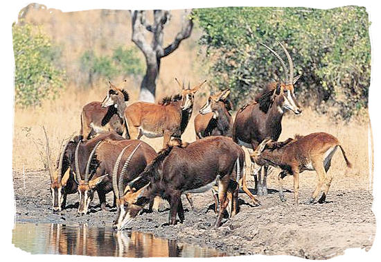 Herd of rare Sable antelopes - Roodewal Bush Lodge