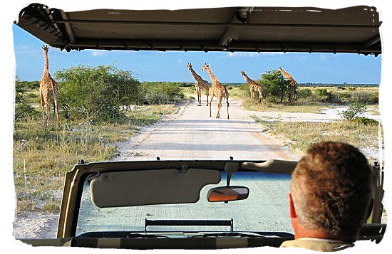 Giraffes encounter on a game drive