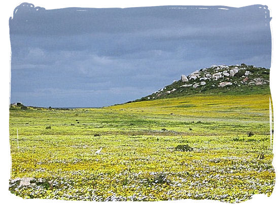 The breathtaking sight of a sea of wild flowers covering large areas of the Park. - West Coast National Park vegetation, South Africa National Parks