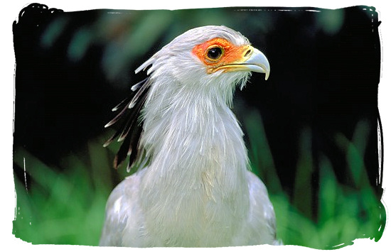 Portrait of the beautiful Secretary bird - The endangered Mountain Zebras in the Mountain Zebra National Park