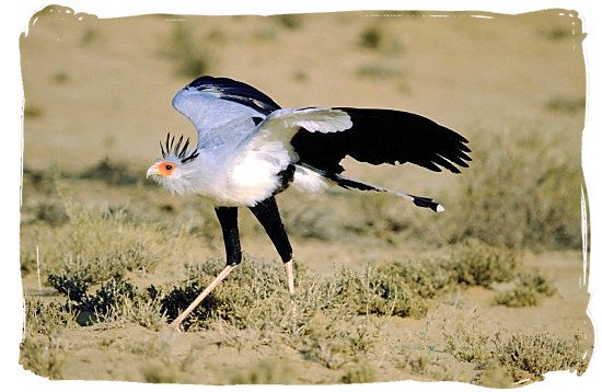 The beautiful Secretary bird stretching  its wings - The Cape Mountain Zebra National Park, endangered Mountain Zebras