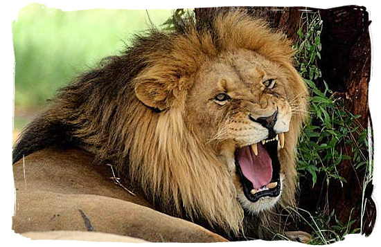 Angry Lion - Kruger National Park