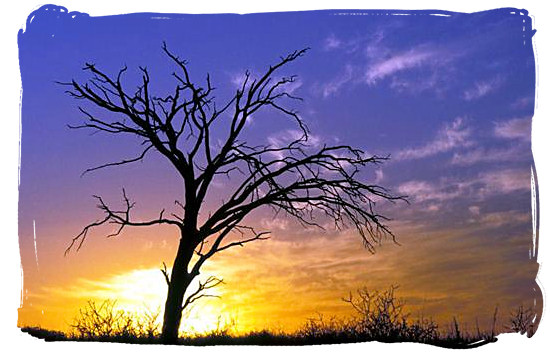 Lonely tree in the Kgalagadi Transfrontier Park, Kalahari