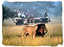 Luxury 5 star safari in South Africa