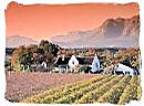 Wine lands in the Paarl South africa