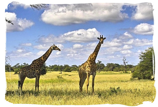 The beauty of the South African Savannah - Marakele Park in South Africa