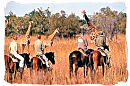 People in a safari game drive vehicle watching a Lion cross the road