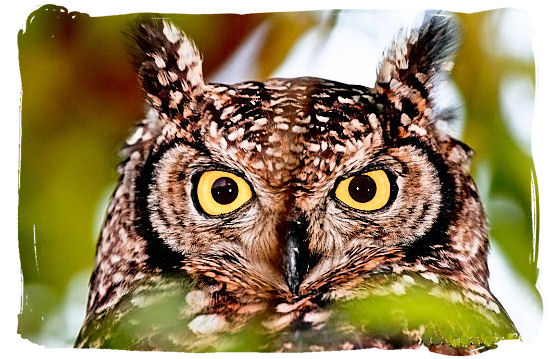 The Spotted Eagle Owl is found in sub-equatorial Africa from Kenya and Uganda south to the Cape - Kirstenbosch Botanical Gardens, Home to Stunning Protea flowers