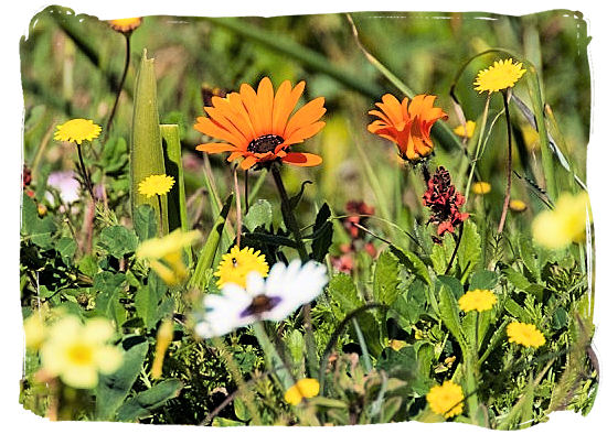 Close-up of the Park's gorgeous display of wild flowers - West Coast National Park vegetation, South Africa National Parks