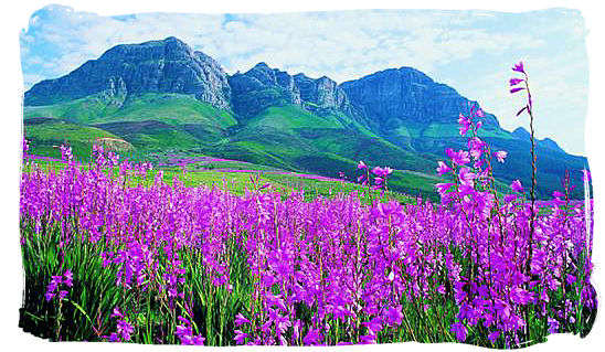 Spring time is flower time with dazzling displays of colour - Cape Town weather forecast, South Africa weather facts