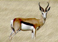 National animal of South Africa, the Springbok - National symbols of South Africa