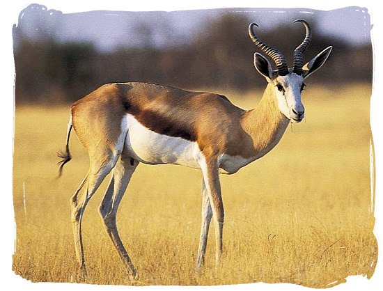 The Springbok antelope - South African National Symbols, National Symbols of South Africa