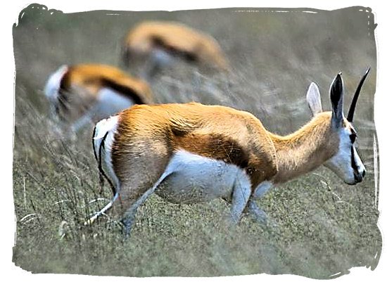 Springbok antelope, one of the national symbols of South Africa - Mata Mata Border Camp, Kgalagadi Transfrontier National Park