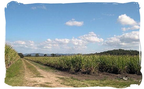 Sugar cane fields of KwaZulu-Natal - Indian Cuisine in South Africa, Indian Food Images