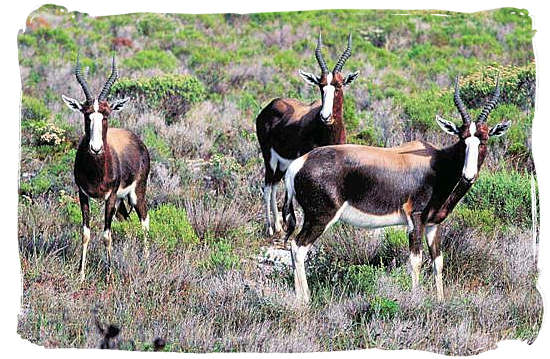 Three Bonteboks in their typical “fynbos” habitat