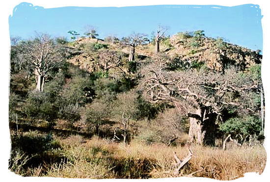 The hilltop on which the ruins of the Thulamela Royal citadel were found