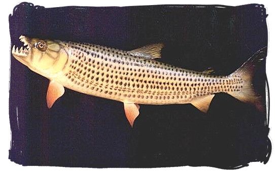 The African Tiger fish - Kruger National Park wildlife