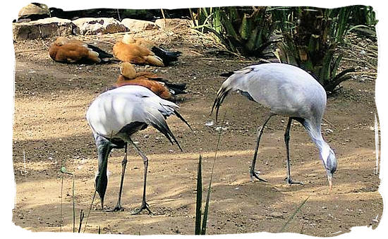 Two times Blue Crane, one of the national symbols of South Africa - Bontebok Park, National Parks in South Africa