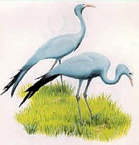 The Blue Crane