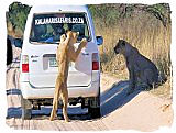 Elephants in the Addo Elephant National Park 