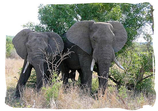 Two elephant bulls enjoying their siesta - Tsendze Camping site, Kruger National Park, South Africa
