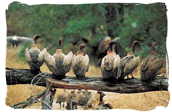 Vulture get-together - Kruger National Park wildlife