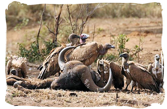 Vultures and their Buffalo meal in the Kruger National Park